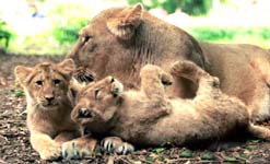 Lioness and cubs