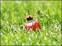 जेलीबीन