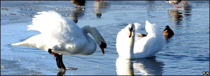 swans