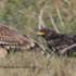 Imperial Eagle Aquilla Helica (juv. left). Greater Spotted Eagle Aquilla Clanga (juv. right)