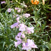 Penstemon