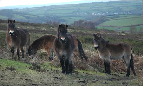 Exmoor ponies (John Burgess)