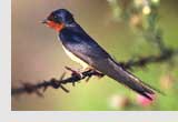 barn swallow
