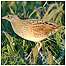 Corncrake c/o Chris Packham