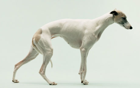 Jo Longhurst, The Refusal (Part 1), 2008. Image courtesy of the artist