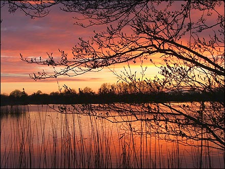 Shapwick Heath (photo: Lynne Newton)