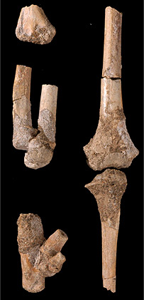 قسمت های پایین تنه "بچه لوسی"