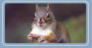 Grey Squirrel