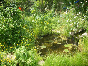 Mark's pond April 2010