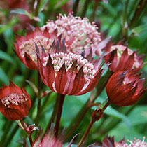 Astrantia 'Ruby Wedding'
