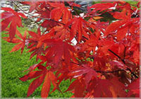 Acer Palmatum