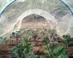 brassicas under fleece