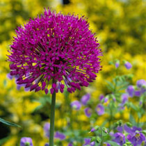 Allium hollandicum 'Purple Sensation'