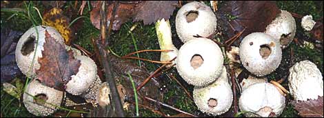 woodland fungi