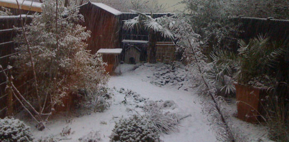 garden covered in snow