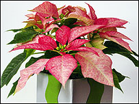Poinsettia