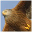 Red Kite