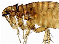 Pulga