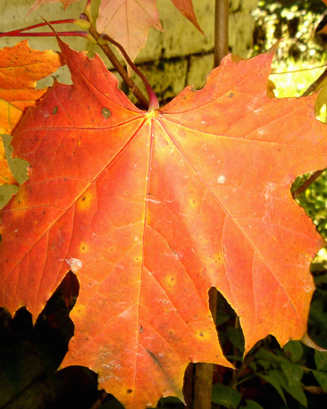 close up photo of red leaf