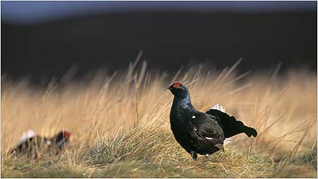 Black Grouse c/o RSPB Images and Chris Gomersall