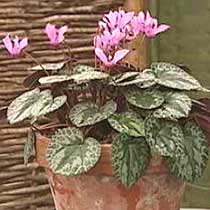 Cyclamen purpurascens