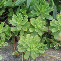 Sedum kamtschaticum