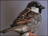 House sparrow