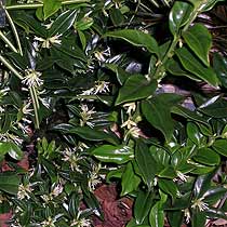 Sarcococca confusa