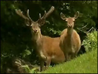 Red Deer at Calke Park, Derbyshire