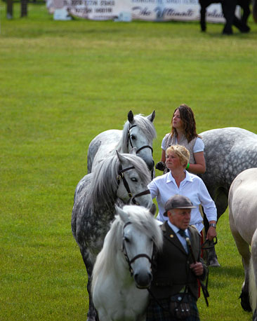 This group hold on to their horses during judging in the main ring.
