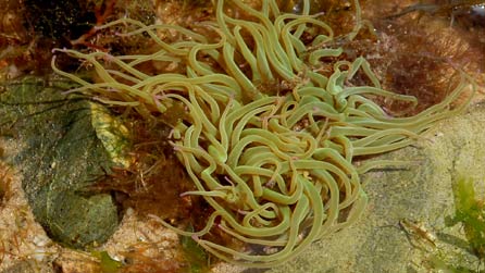 Anemoni nadreddog