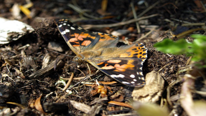BBC Radio Foyle - Breathing Places Gallery