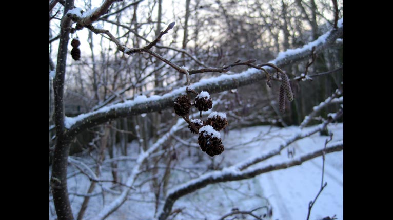 Craobh darach ann am Pàirc Pollock, Glaschu