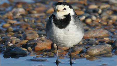 Pied Wagtail c/o Margaret Holland