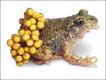 Sapo-parteiro-comum (Alytes obstetricans)