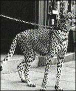 Leopard on a lead walking down the highstreet