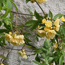 Rosa banksiae 'Lutea'
