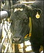 Krmení skotu masovou směsí se nevyplatilo