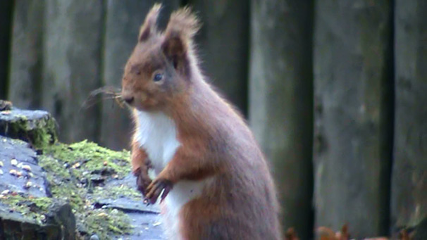 red squirrel (courtesy of Jeannie Cooper)