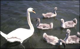 Swans and signets