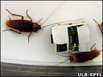 Baratas integarem com robô (foto: ULB-EPFL)