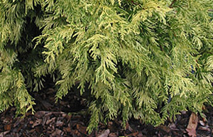Thuja plicata