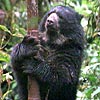 Spectacled bear