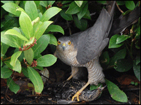 sparrowhawk