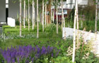 The Savills Garden