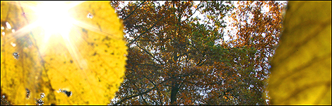 Leaves and trees in autumn day