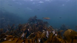 Underwater view of kelp bed and fish at Lamlash Bay..