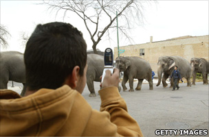 Boy takes a picture of elephants with his camera phone in Chicago