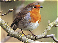 A robin sitting on a branch
