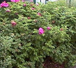 Rosa rugosa 